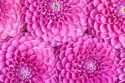  Matrica tapéta Flowers76, 150 x 205 cm