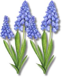  Nyomtatott dekorkarton - Muscari 2db/csomag