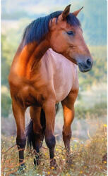 Carbotex Lovas Brown kéztörlő arctörlő, törölköző 30x50cm (CBX204015TNLA)