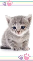 Jerry Fabrics Pamut frottír törölköző 70x140 cm - Kitten "Colour (J-21TW064)