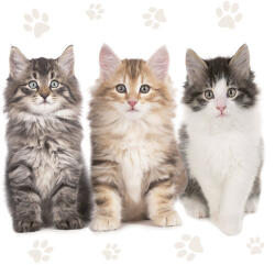  Cicás Three Beautiful szalvéta 20 db-os 33x33 cm (PKK032613) - perfectbaby