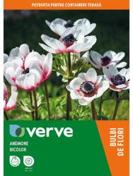 VERVE Bulbi anemone bicolor VERVE, 15 bucati