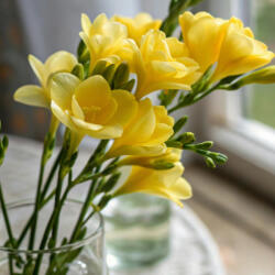  Prémium illatolaj - frézia, 10 ml