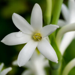  Prémium illatolaj - tubarózsa, 50 ml