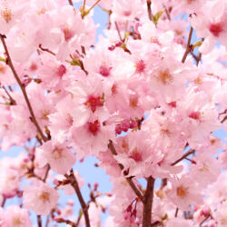  Prémium illatolaj - Japán cseresznyevirág, 10 ml