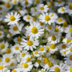  Prémium illatolaj - százszorszép, 50 ml