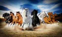  Vászonfestmény Lóerő, galopp, 105 x 70 cm