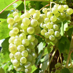  Prémium illatolaj - szőlő, 10 ml