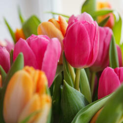  Prémium illatolaj - tulipán, 100 ml