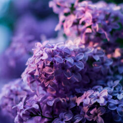  Prémium illatolaj - orgona, 100 ml