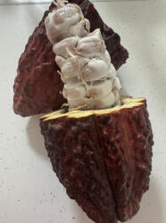  Fruct De Cacao 1bucata Aprox 1kg Import Ecuador