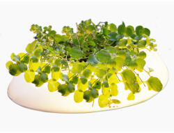  Velda Úszó tavi világítás növénnyel