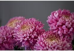 MÉDIA Öntapadó és mosható fali tapéta Flori99, 250 x 200 cm (FOTOTAP9423)