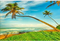 MÉDIA Öntapadó és mosható falfestmény Pálmafák a strand felett, 250 x 200 cm (FOTOTAP8986)