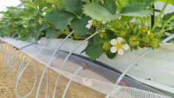  PE25/6-s cső 33cm-enként beépített CNL 80cm-es csepegtető egységgel /m (TO-PE25I33CNL80)