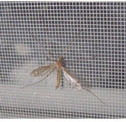  Szúnyogháló üvegszálas 1.50/30fm zöld Farmo /4/