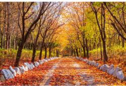 Blueback MAT Tapéta Forest55 ősz, 400 x 250 cm (BBIMG2091)
