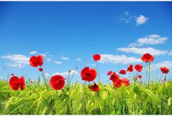 Blueback MAT Pipacsok kék ég tapétával, 300 x 250 cm (BBIMG3196)