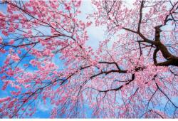 Blueback MAT rapéta Flori155, Virágzó cseresznye, 300 x 200 cm (BBIMG1784)