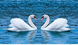 MÉDIA Öntapadó és mosható falfestmény Hattyúk a tavon, 300 x 200 cm (FOTOTAP5786)