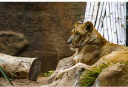 MÉDIA Öntapadó és mosható falfestmény Animal38 Lion, 250 x 150 cm (FOTOTAP7706)