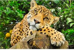 MÉDIA Animal37 Jaguar matrica tapéta, 250 x 200 cm (FOTOTAP14401)