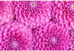 MÉDIA Öntapadó és mosható fali tapéta Flori76, 250 x 150 cm (FOTOTAP7686)