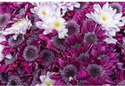 MÉDIA Média Flori 157 Lila és fehér krizantém mintás öntapadó és mosható fali tapéta, 270 x 200 cm (FOTOTAP3333)