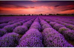Blueback MAT Fotótapéta Levendula mező naplementekor, 400 x 250 cm (BBIMG2303)