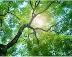 Blueback MAT Tapéta Fák 2, 350 x 200 cm (BBIMG3518)