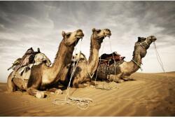 MÉDIA Öntapadó és mosható falfestmény Animal36 Camels, 250 x 150 cm (FOTOTAP7704)