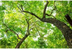 MÉDIA Fák öntapadós és mosható fali tapéta, 270 x 200 cm (FOTOTAP404)