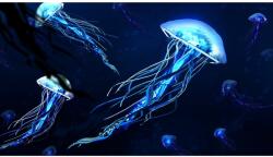Blueback MAT Világító medúza tapéta, 300 x 200 cm (BBIMG3436)
