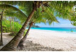 MÉDIA Media Nyomtatott tapéta, pálmafák árnyékában, 270 x 200 cm (FOTOTAP071)