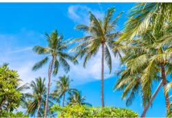 Blueback MAT Tapéta Pálmafák40, 350 x 200 cm (BBIMG4843)