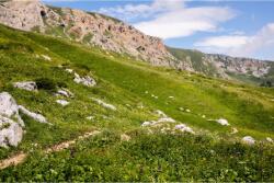 MÉDIA Média Natura90 öntapadó és mosható fali tapéta, 270 x 200 cm (FOTOTAP1368)