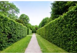 MÉDIA Natura94 öntapadós és mosható fali tapéta, 400 x 250 cm (FOTOTAP8429)