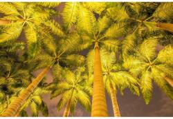 MÉDIA Öntapadós tapéta Pálmafák reflektorban, 250 x 200 cm (FOTOTAP14443)