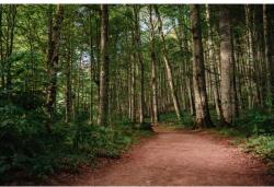 Blueback MAT tapéta, ösvény, 300 x 200 cm (BBIMG2098)