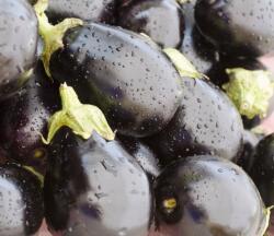 HEKTAR Seminte Vinete Mercury F1 - 500 sem, HEKTAR SEEDS (HCTG02005)