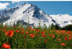 MÉDIA Média Natura122 öntapadó és mosható fali tapéta, 270 x 200 cm (FOTOTAP1431)