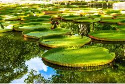 MÉDIA Tavirózsa a tavon fali fotótapéta, öntapadó és mosható, 270 x 200 cm (FOTOTAP091)