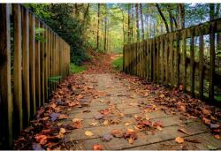 MÉDIA Média tapéta, őszi híd, 270 x 200 cm (FOTOTAP3871)