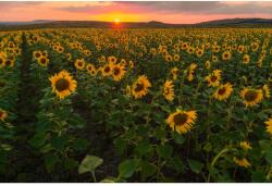 MÉDIA Media Nyomtatott tapéta, napraforgó mező, 270 x 200 cm (FOTOTAP2637)