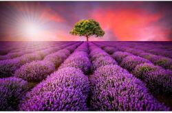 MÉDIA Média tapéta, levendula mező a naplementében, 270 x 200 cm (FOTOTAP4033)