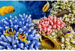 MÉDIA Média Víz alatti világ 3 öntapadó és mosható fali tapéta, 270 x 200 cm (FOTOTAP075)