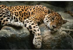 MÉDIA Média öntapadó és mosható fali tapéta, Animal49 Jaguár a sziklán, 270 x 200 cm (FOTOTAP3308)