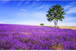 Blueback MAT Tapéta Levendula6, 300 x 250 cm (BBIMG1114)