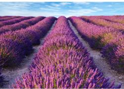 MÉDIA öntapadó és mosható fali fotótapéta, Levendula, 270 x 200 cm (FOTOTAP1034)