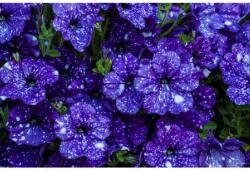 MÉDIA fali tapéta, öntapadós és mosható, búzavirág, 270 x 200 cm (FOTOTAP014)